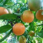 Clementinas ecológicas CLEMENULES - Caja de 10 Kg