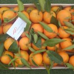 Mandarinas ecológicas CLEMENULES - 1 Kg