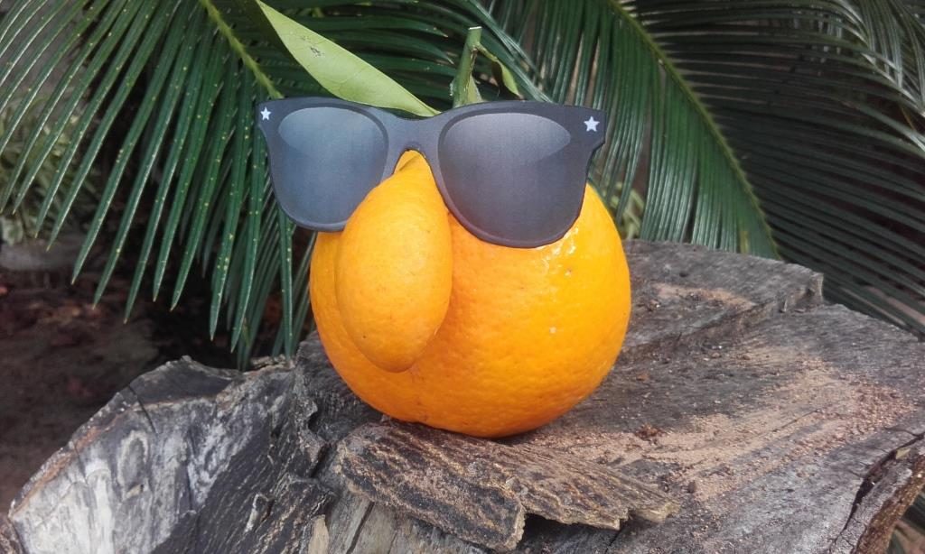 naranja valencia late con gafas de sol