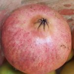 GRANADA ECO variedad MOLLAR - 1 Kg